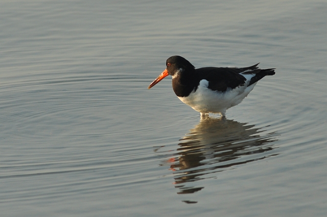 22 01 15_0998_edited-1.jpg - OYSTERCATCHER - POOLE HARBOUR, DORSET - 21.1.15